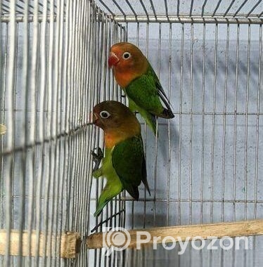 Green Fisher lovebird