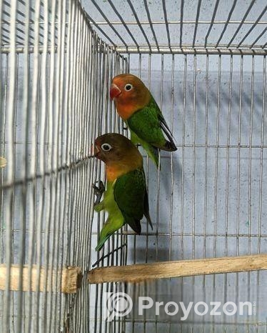 Green Fisher lovebird