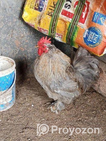 সিলভার কোচিন রানিং জোড়া ডিম দিচ্ছে