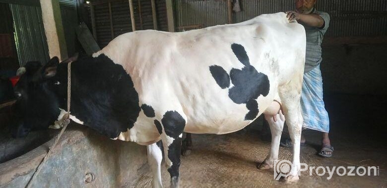 গাব গাভী বিক্রয়
