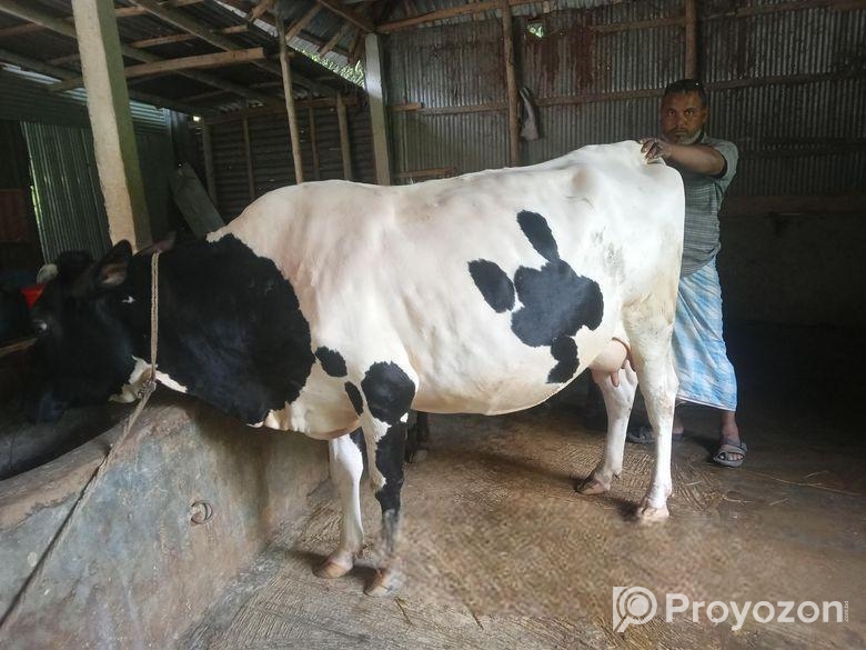 গাব গাভী বিক্রয়