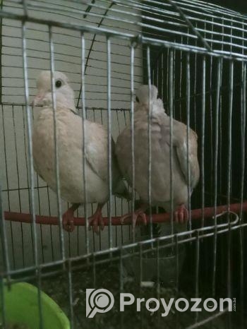 ঘুঘু পাখি