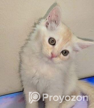 Double Coat Persian Cat