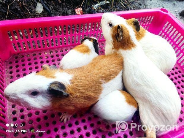 গিনিপিগ