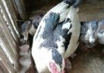 চিনা মোরগ হাস বিক্রয় হবে