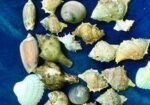 সামুদ্রিক নানা রকম শামুক ও ঝিনুক