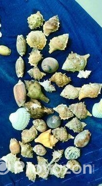 সামুদ্রিক নানা রকম শামুক ও ঝিনুক