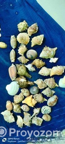 সামুদ্রিক নানা রকম শামুক ও ঝিনুক