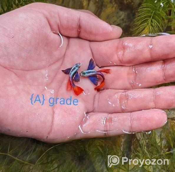 রঙিন মাছ গাপ্পি