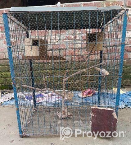 পাখির খাঁচা সেল