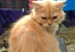Persian cat male