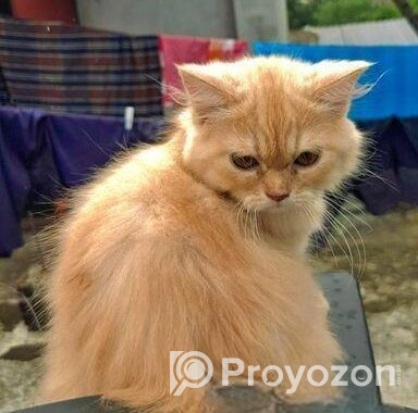 Persian cat male