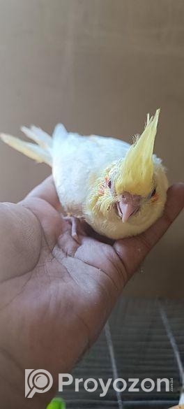 ককাটেল ব্রিডিং পেয়ার + টেম সাইজ বেবি সহো