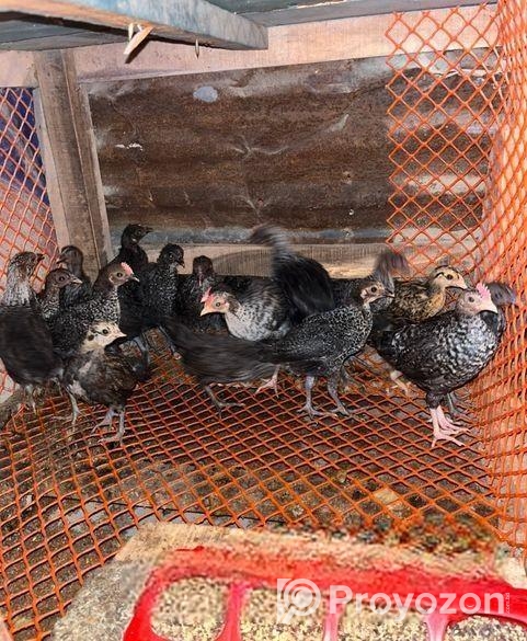 Piyor Deshi Murgir Baccha