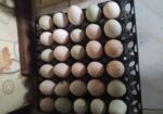 হাঁসের ডিম