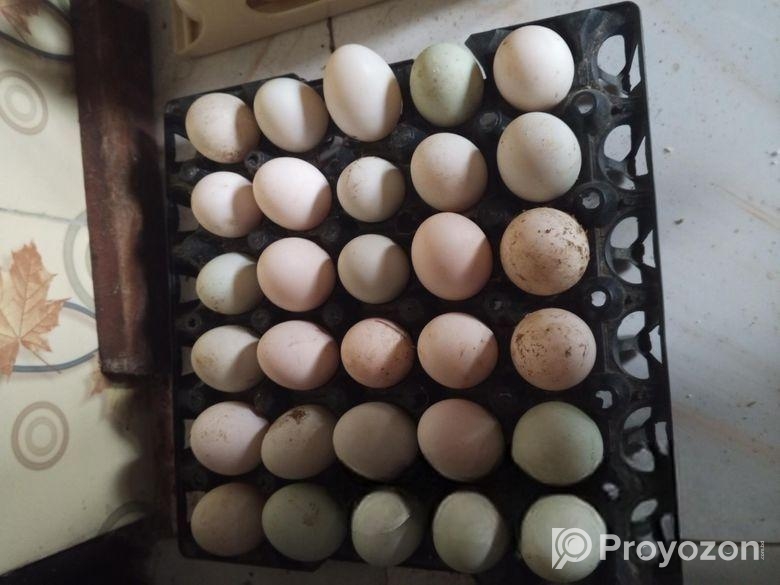 হাঁসের ডিম