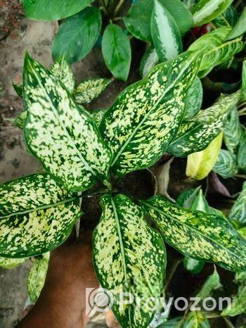 এগলোলিমা