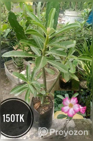 গাছপালা