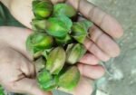 অর্জুন ফল