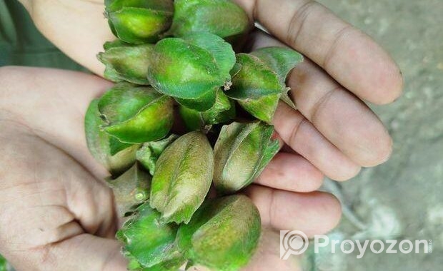 অর্জুন ফল