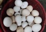 ফাউমি মুরগির ডিম