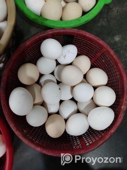 ফাউমি মুরগির ডিম