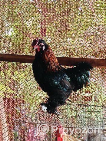 সিলভার কোচিন এবং ব্লাক মেল