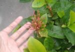নামমাত্র মূল্যে গাছপালা বিক্রয় করা হবে