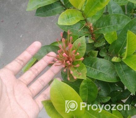 নামমাত্র মূল্যে গাছপালা বিক্রয় করা হবে