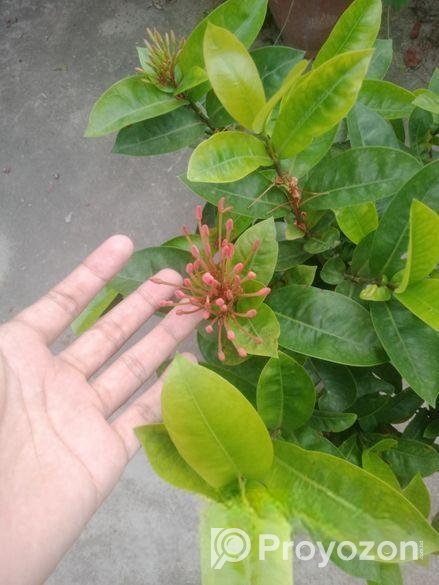 নামমাত্র মূল্যে গাছপালা বিক্রয় করা হবে