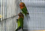 Green Fisher lovebird