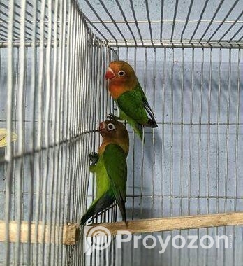 Green Fisher lovebird