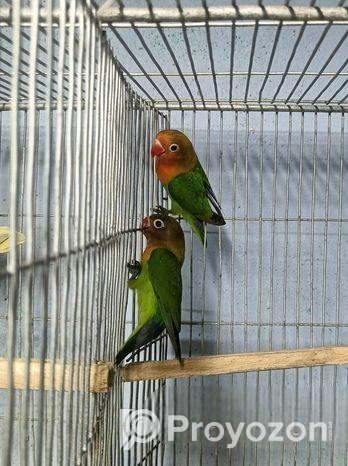 Green Fisher lovebird
