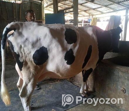 গাব গাভী বিক্রয়
