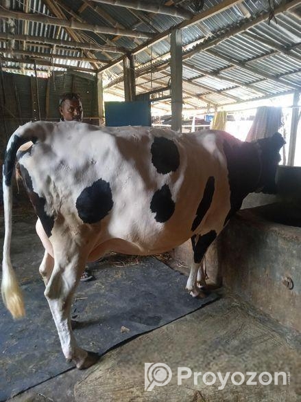 গাব গাভী বিক্রয়