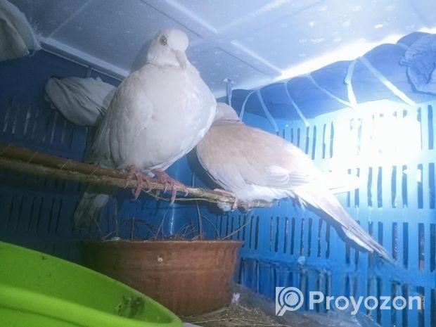 ঘুঘু পাখি