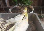 Cocktail Bird