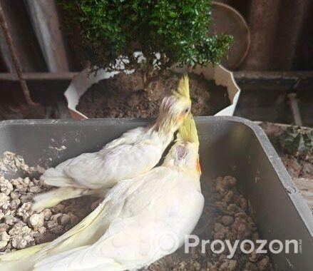 Cocktail Bird