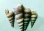 সামুদ্রিক নানা রকম শামুক ও ঝিনুক