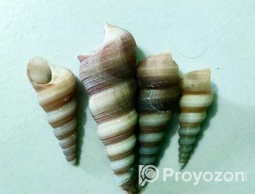 সামুদ্রিক নানা রকম শামুক ও ঝিনুক