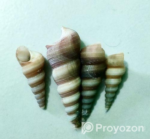 সামুদ্রিক নানা রকম শামুক ও ঝিনুক