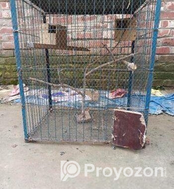 পাখির খাঁচা সেল