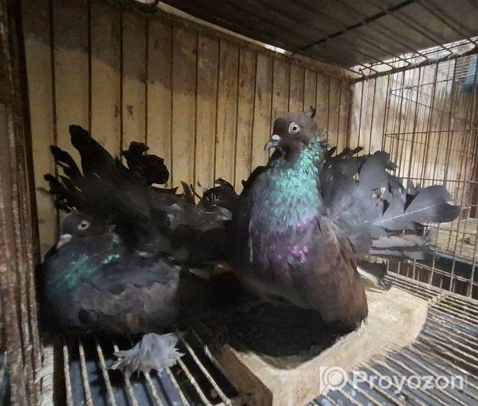 American Fantail New Adult Pair