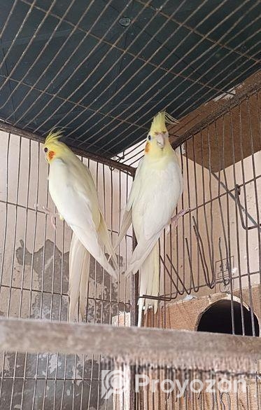 ককাটেল ব্রিডিং পেয়ার + টেম সাইজ বেবি সহো