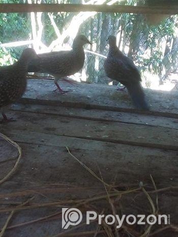 দেশীয় ঘুঘু পাখি