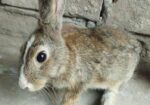 Rabbit For Sell
