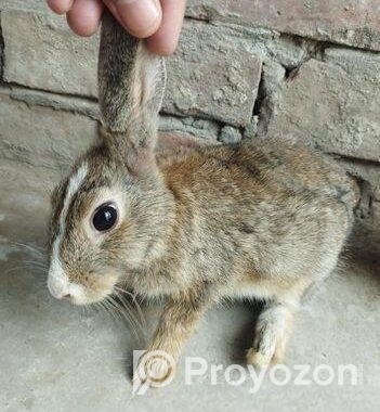 Rabbit For Sell