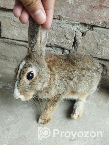 Rabbit For Sell
