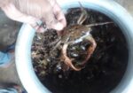 নদীর দেশি কাকরা সেল করা হয়