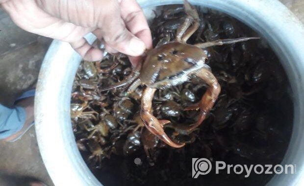 নদীর দেশি কাকরা সেল করা হয়